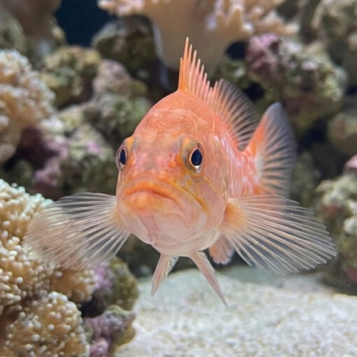 Dr. Seuss Soapfish - Image 2