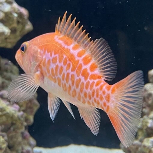 Dr. Seuss Soapfish - Image 3