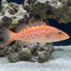 Dr. Seuss Soapfish