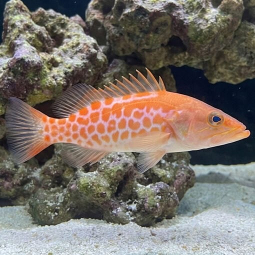 Dr. Seuss Soapfish