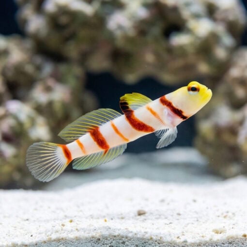 Dracula Goby