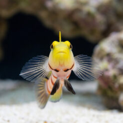 Alternative view of Dracula Goby