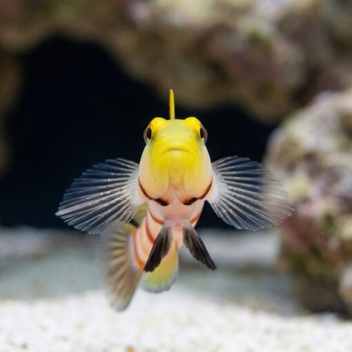 Dracula Goby - Image 2