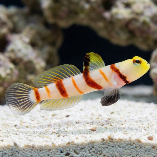 Dracula Goby - Image 3
