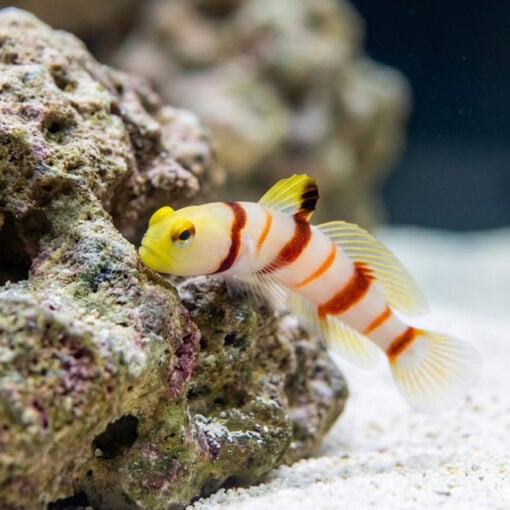 Dracula Goby - Image 4