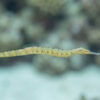 Dragon Pipefish - Red Bug Eater