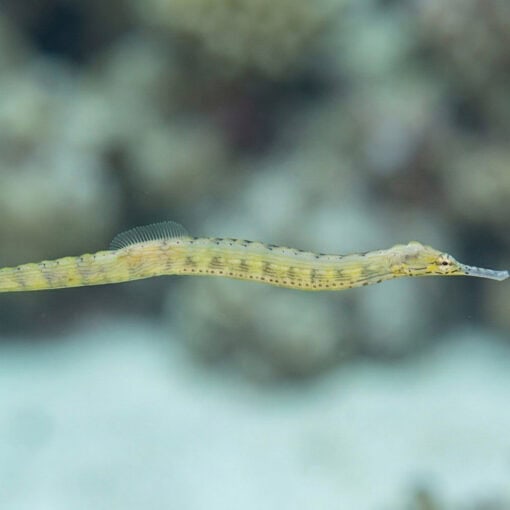Dragon Pipefish - Red Bug Eater