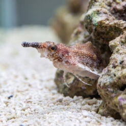 Alternative view of Short Dragonfish