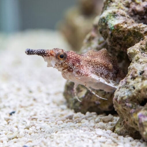 Short Dragonfish - Image 2