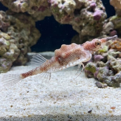 Short Dragonfish - Image 3