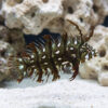 Dragon Wrasse