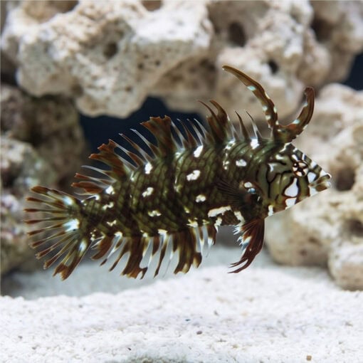 Dragon Wrasse