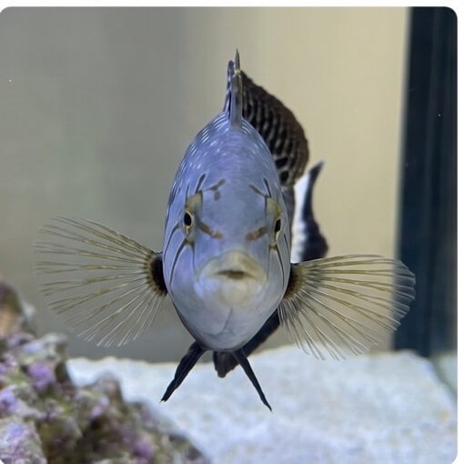 Dragon Wrasse - Image 2