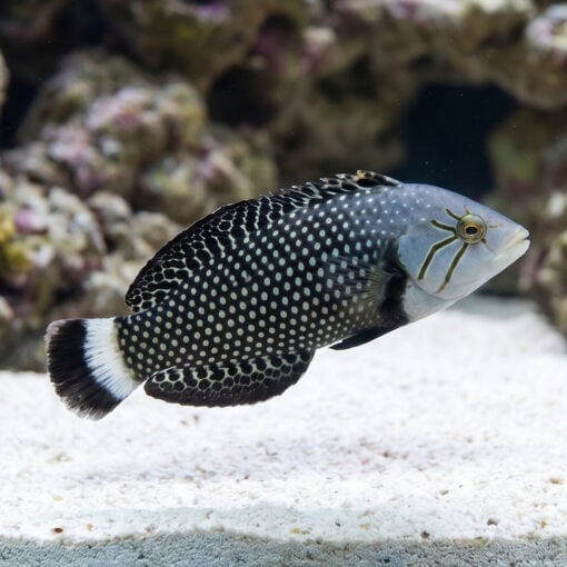 Dragon Wrasse - Image 3
