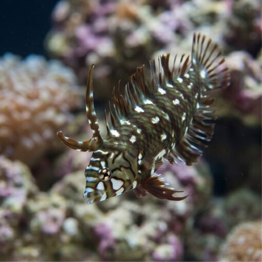 Dragon Wrasse - Image 4