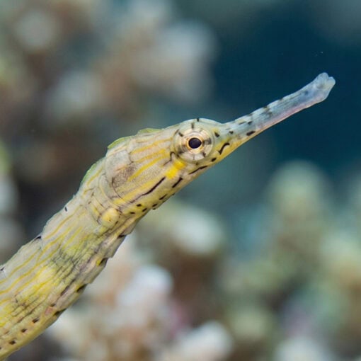 Dragon Pipefish - Red Bug Eater - Image 2