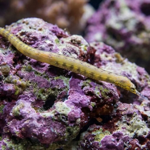 Dragon Pipefish - Red Bug Eater - Image 3