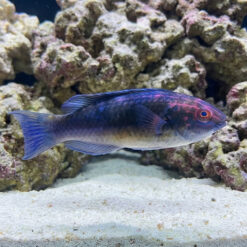 Alternative view of Brunneus Fairy Wrasse