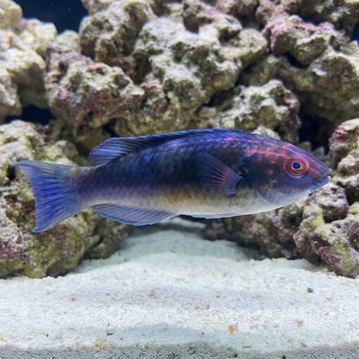 Brunneus Fairy Wrasse - Image 2