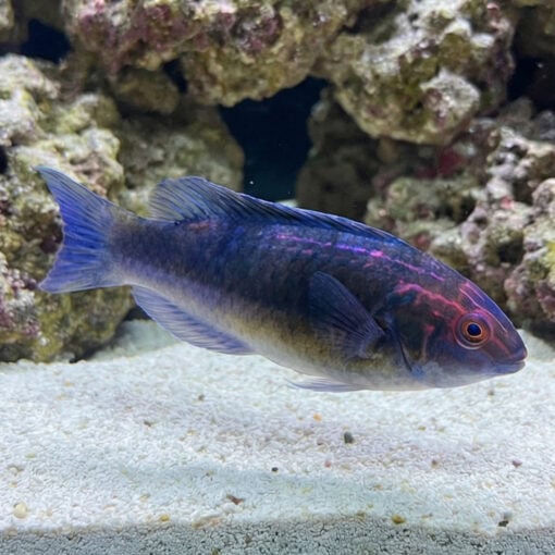 Brunneus Fairy Wrasse - Image 3