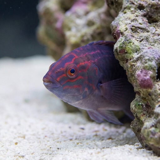 Brunneus Fairy Wrasse - Image 4