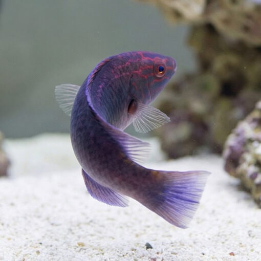 Brunneus Fairy Wrasse - Image 5