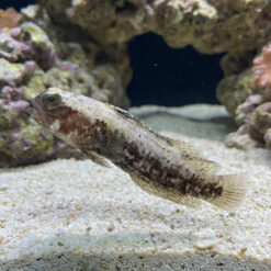 Dusky Jawfish