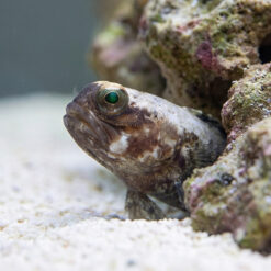 Alternative view of Dusky Jawfish