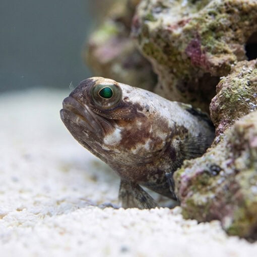 Dusky Jawfish - Image 2