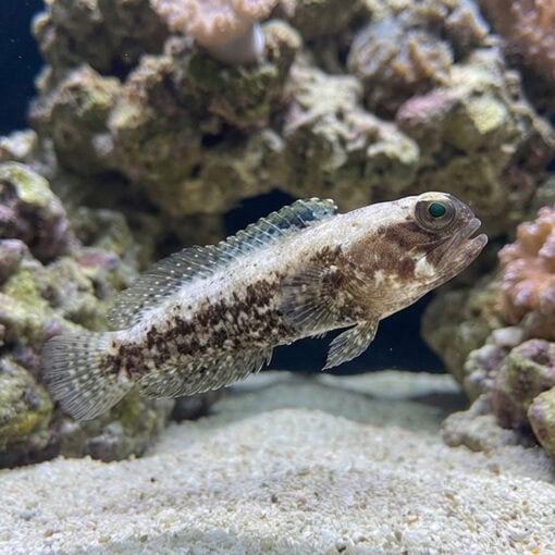 Dusky Jawfish - Image 3