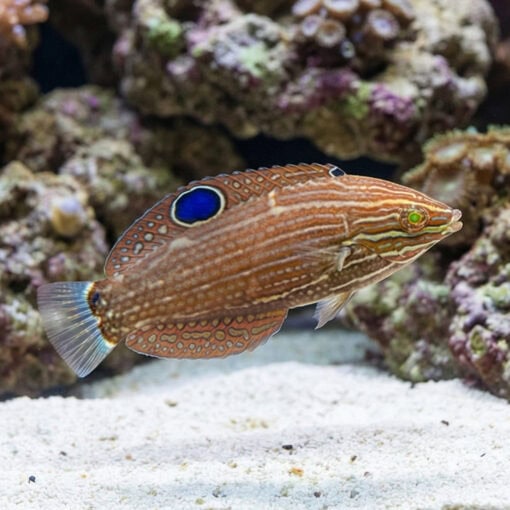 Dusky Wrasse - Image 4