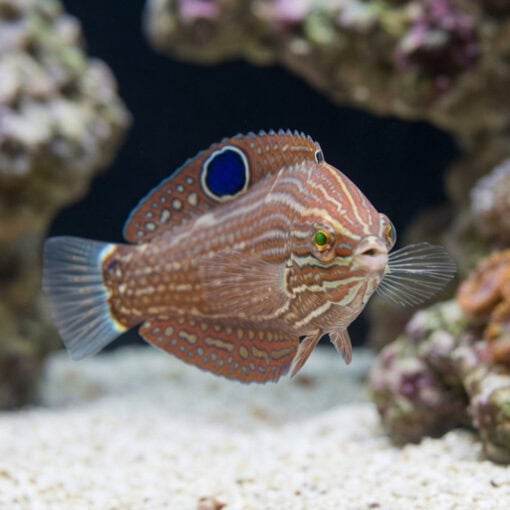 Dusky Wrasse - Image 5