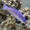 Dusky Tilefish