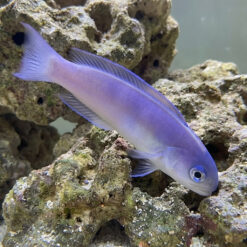 Dusky Tilefish