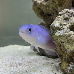 Alternative view of Dusky Tilefish