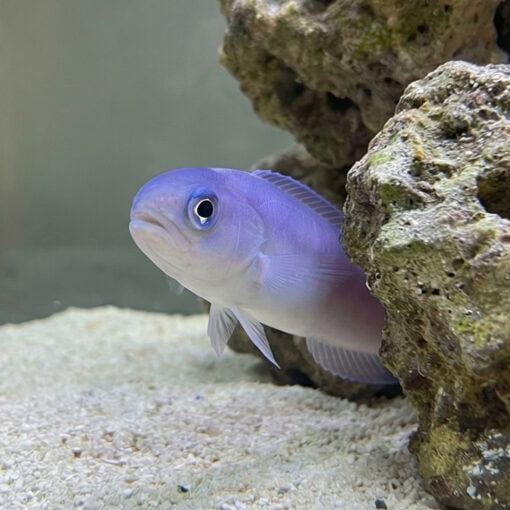 Dusky Tilefish - Image 2