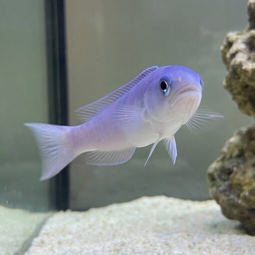 Dusky Tilefish - Image 3