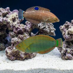 Dusky Wrasse
