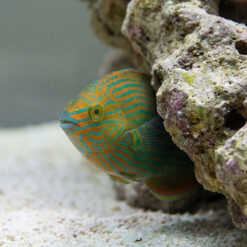 Alternative view of Dusky Wrasse