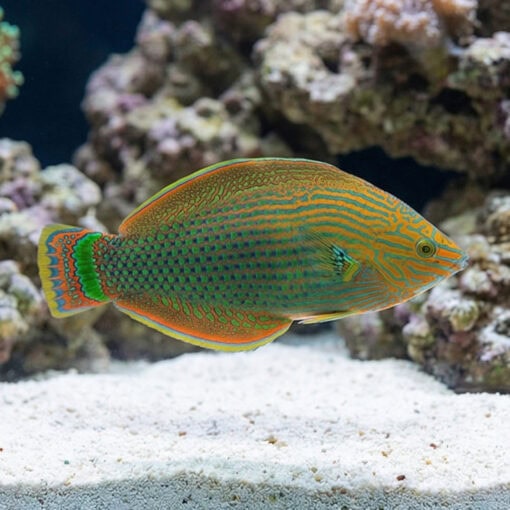 Dusky Wrasse - Image 3
