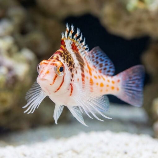 Falco Hawkfish - Image 2