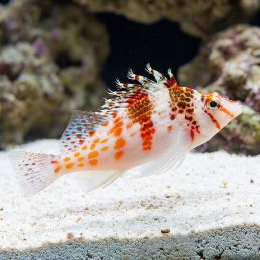 Falco Hawkfish - Image 3