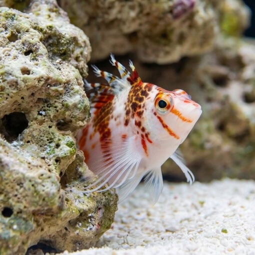 Falco Hawkfish - Image 4