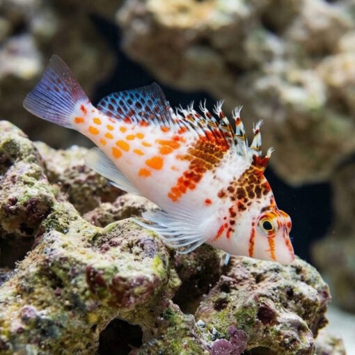 Falco Hawkfish - Image 5