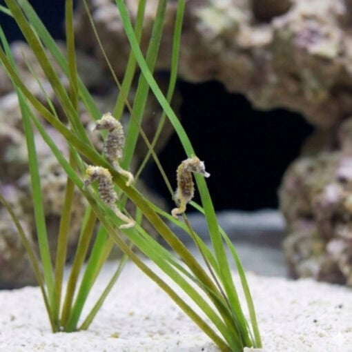 Dwarf Seahorse