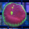 Plate Ultra Color 1.25 inches