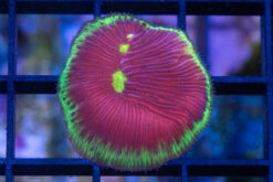 Plate Ultra Color 1.25 inches