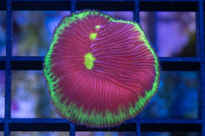 Plate Ultra Color 1.25 inches