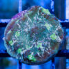 Chalice Ultra Color 1 inches