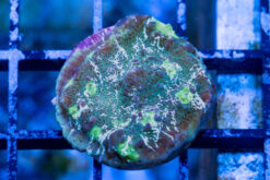 Chalice Ultra Color 1 inches